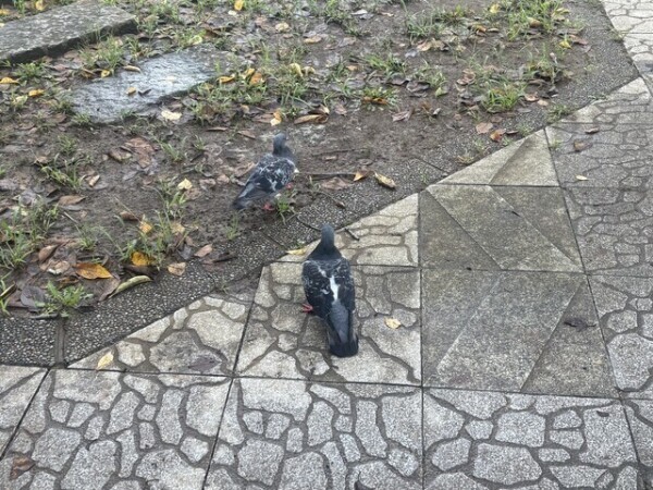 おはよ