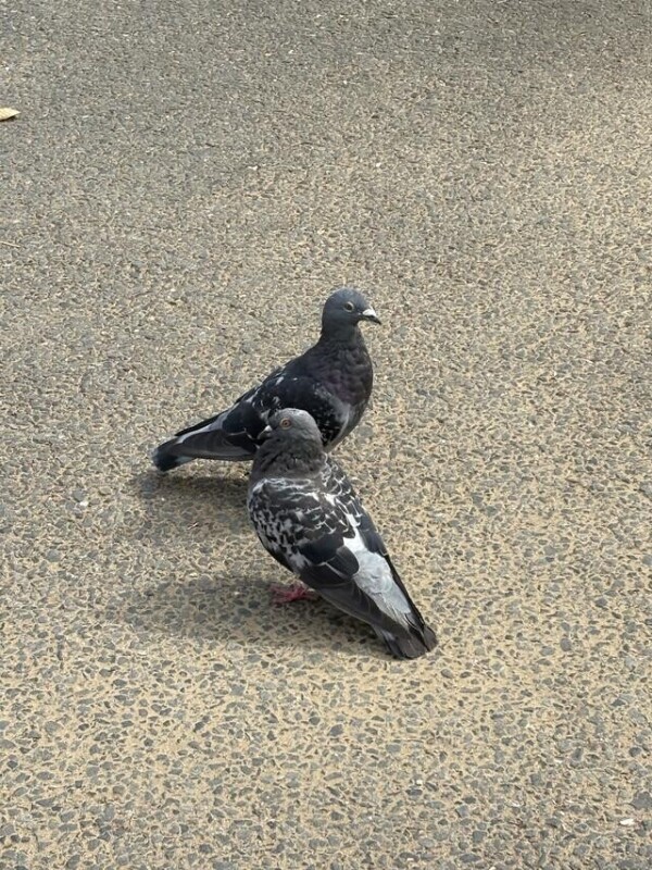らぶらぶ