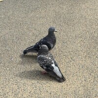 らぶらぶ