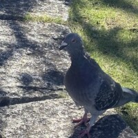 ドヤ🐦