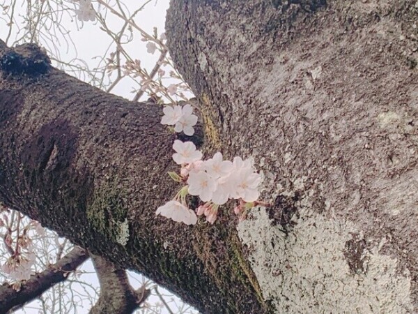 暖かいかなー？て油断した(´･ω･`)