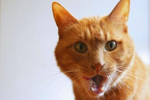 ビックリ！馬橋に橋本環奈さんが...