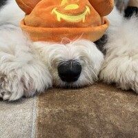 明日残りわずか🫧