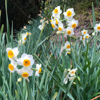 何で音楽聞いてます？