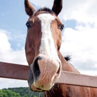 今年も宜しくお願い致します