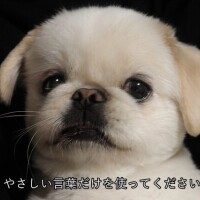 体調不良の為、暫くお休みします。