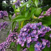 7月ー！