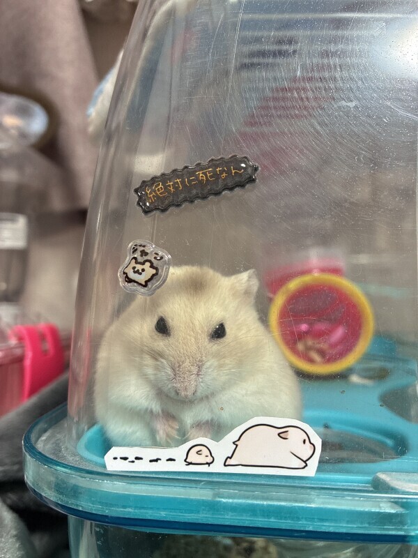 次回