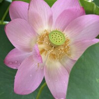 明日、出勤します?