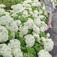 繁森 くみ
