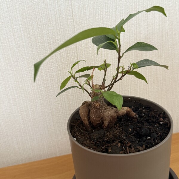 おはようございます??