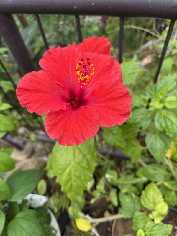 ? 夏色のひととき