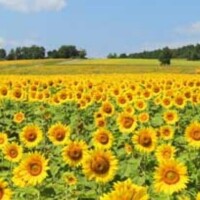 ヒマワリ大好き?ありがとうございました?