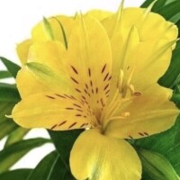 黄色のお花に元気をもらって?