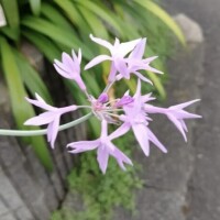 今日のお礼です?