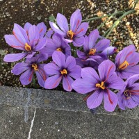 秋に咲く、紫のお花??