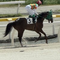 今日は競馬の日?
