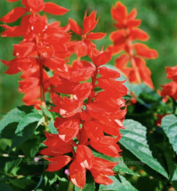 サルビアの花に寄せて?