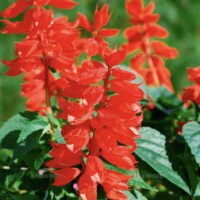 サルビアの花に寄せて?