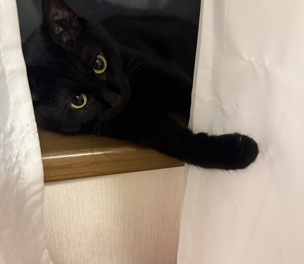 黒猫ちゃんに癒されて?&zwj;??