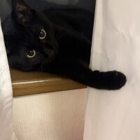 黒猫ちゃんに癒されて?&zwj;??