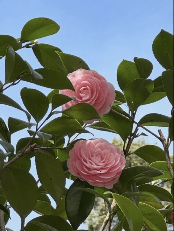 ありがとう?お守りの白