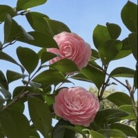 ありがとう?お守りの白