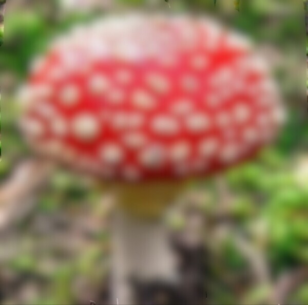 ?ゆきの簡単クイズ??