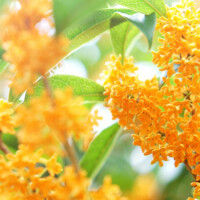 ９月