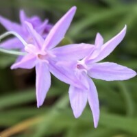 新しい一週間も笑顔から?