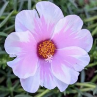 月城ゆきの