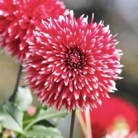お兄様とのお話が広がる、幸せなひととき?