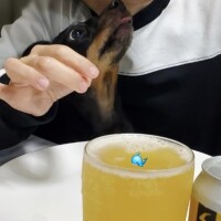 鶏肉がぶり??