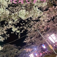 お花見?