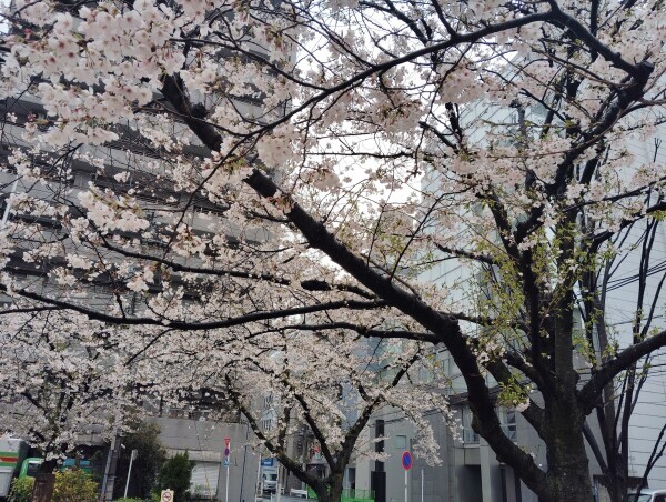 明日。