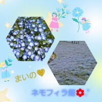 可憐な青い花???
