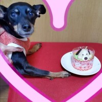 ?愛犬の日?
