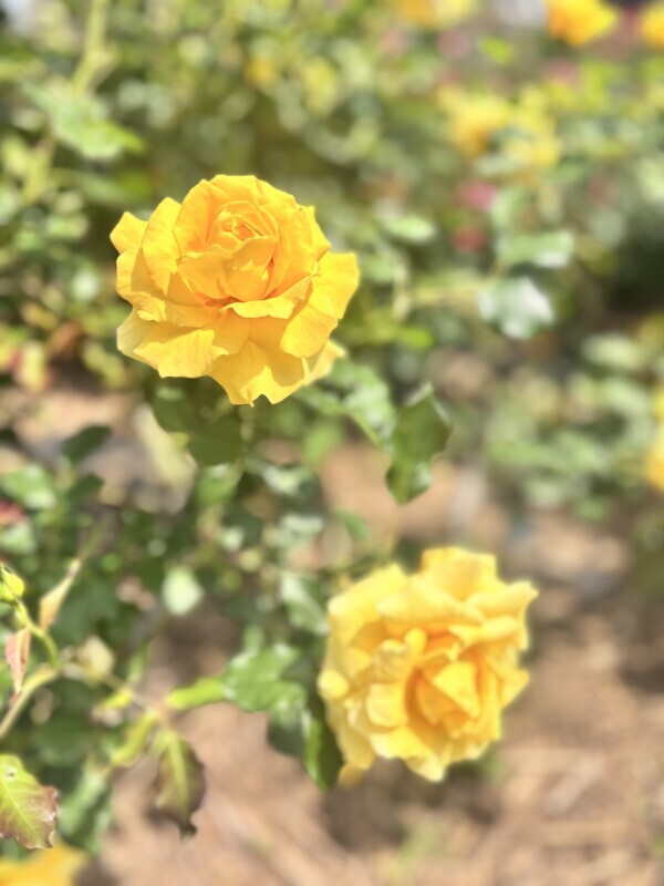 ５月