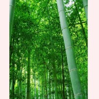 永井 ひろの