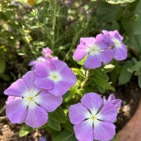 女子の日のためお休みに変更です。