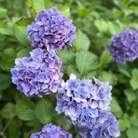 波野はるみ