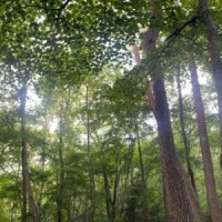 森林浴してます。