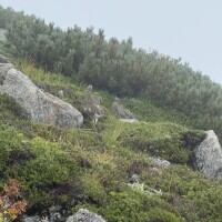 白岩みひな