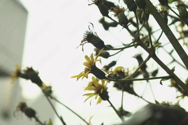 本日お休みさせていただきます?