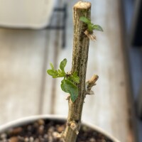 おはようございます??