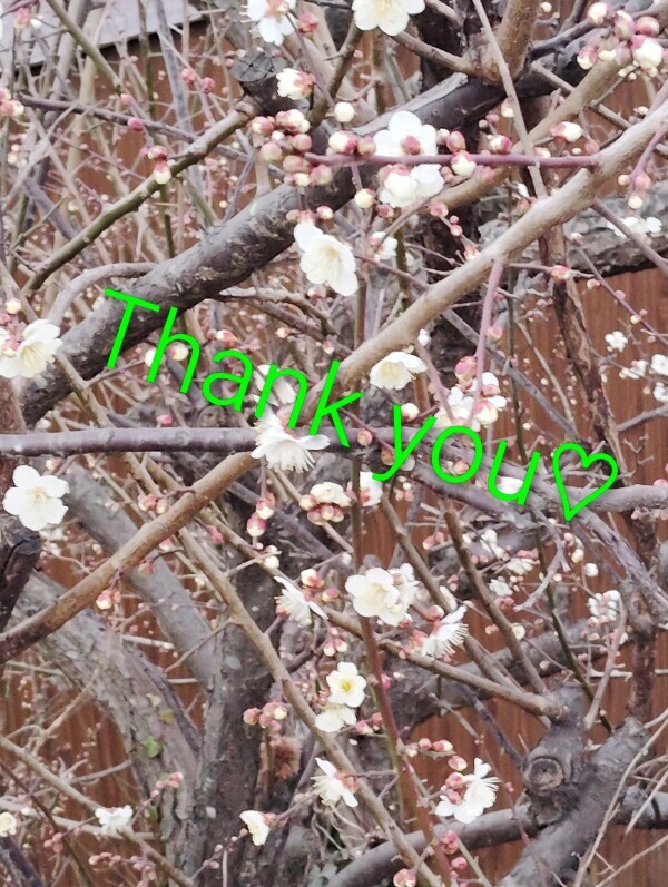 写真か下手くそです(；&acute;&forall;｀)