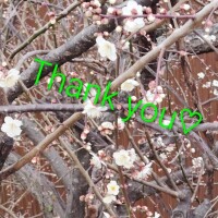 写真か下手くそです(；&acute;&forall;｀)