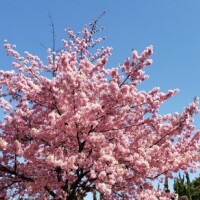 桜?綺麗でした