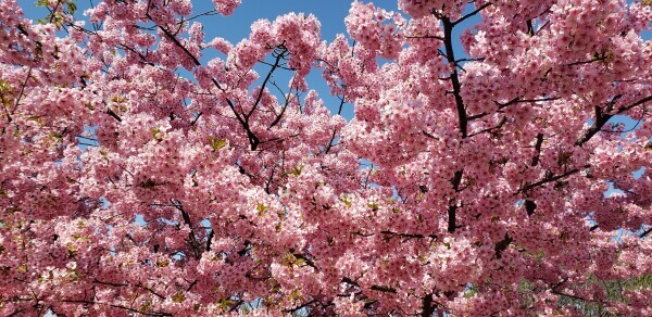 昨日もありがとうございました?今日も出勤です?