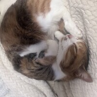 ありがとうございました?